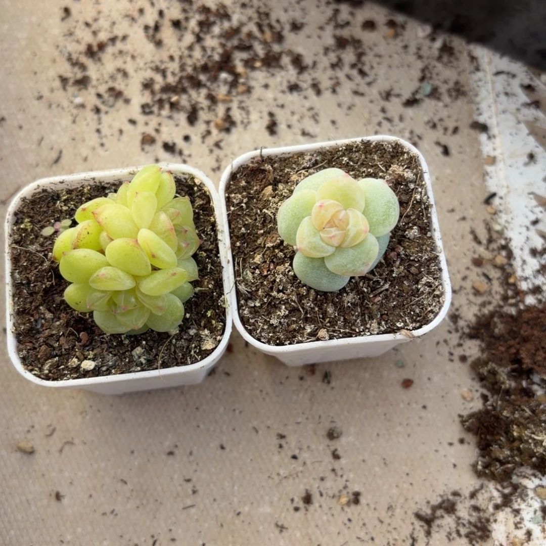 东篱下多肉植物哈哈哈哈