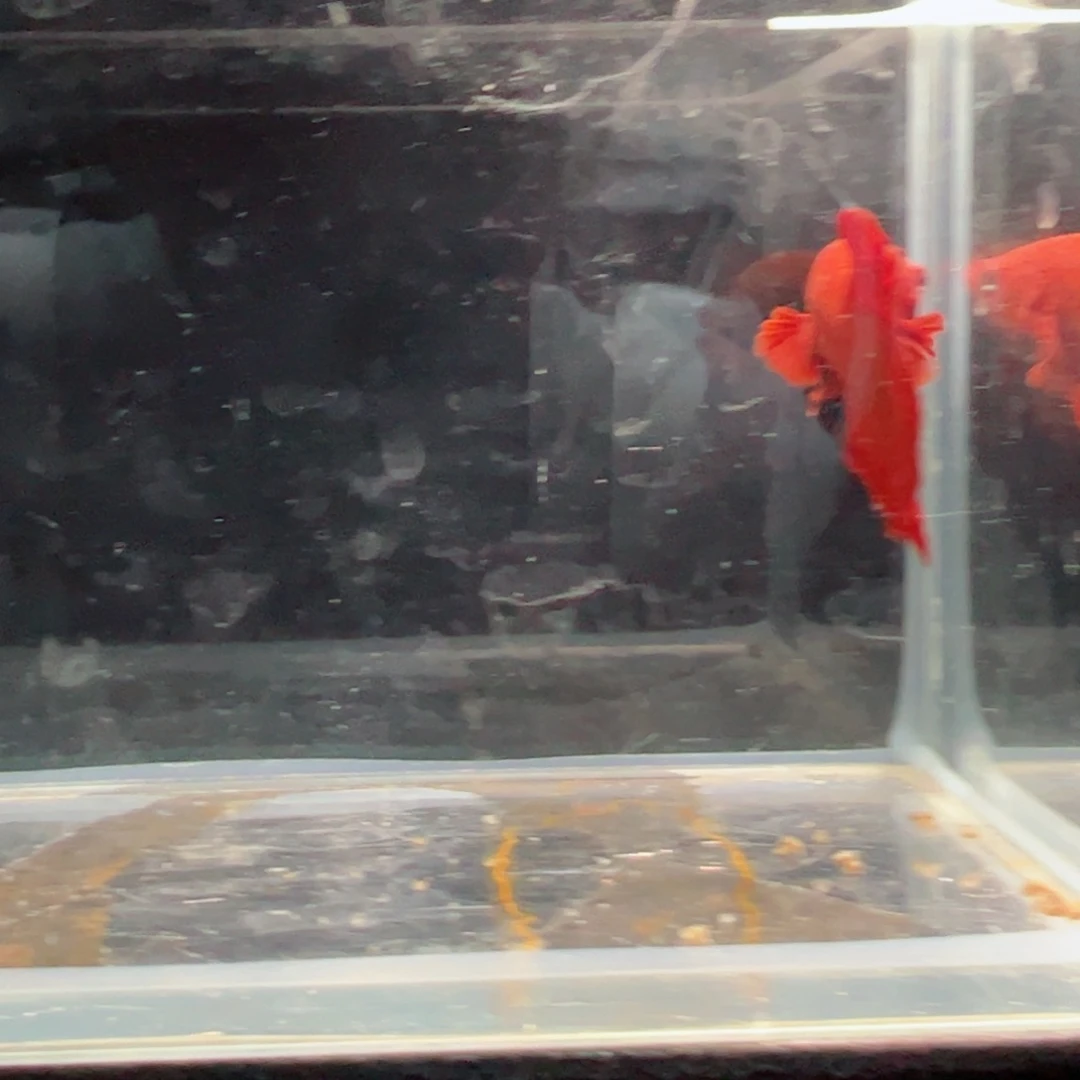 斗鱼浅色仙仙裙特殊尾