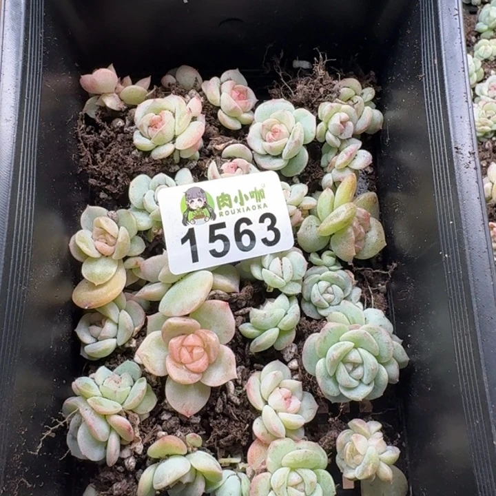 蜜**兔多肉植物多肉植物