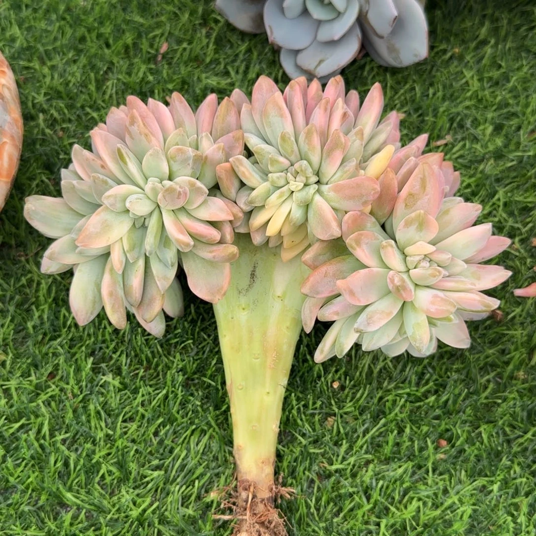 多肉植物一物一拍