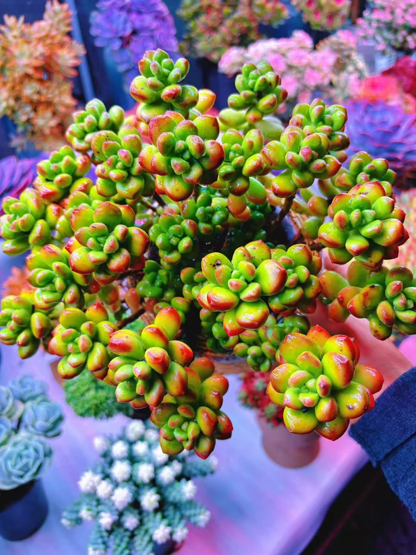 喜乐-整桩香豆子 老桩室内室外可以 脱土发的多肉植物