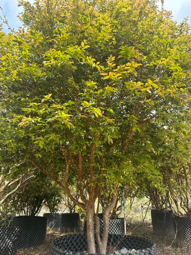 沙巴盆景一物一拍链接