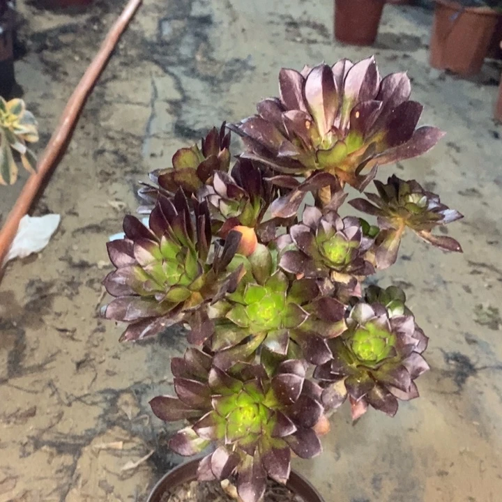 黑法多肉植物4。