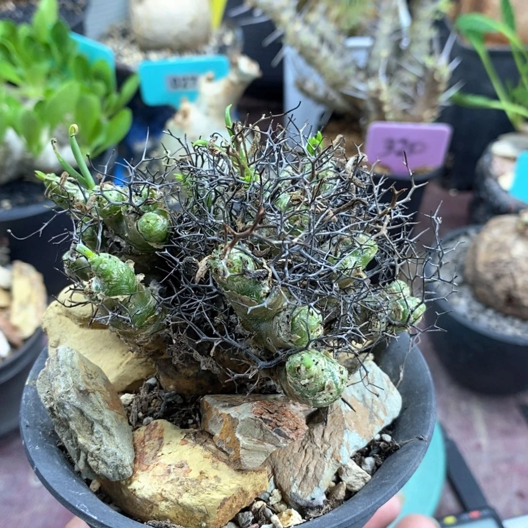钢丝球万物想产地多肉植物