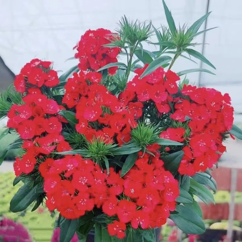 【带香味】玫瑰石竹花期超长盆栽花卉耐热耐寒阳台庭院