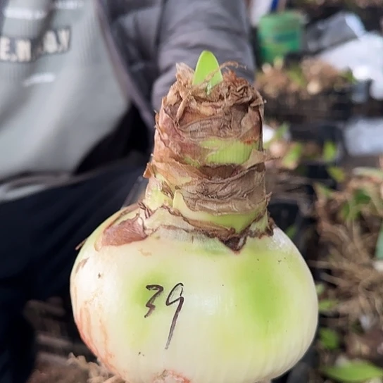 2021杂交盲盒39号11～12不知花色不知瓣数开花无售后