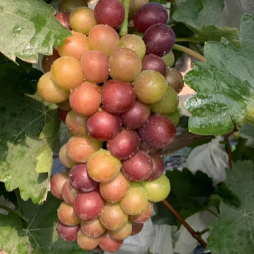 【马陆玫瑰葡萄新鲜水果新鲜】现采现发冷链发货礼盒包装