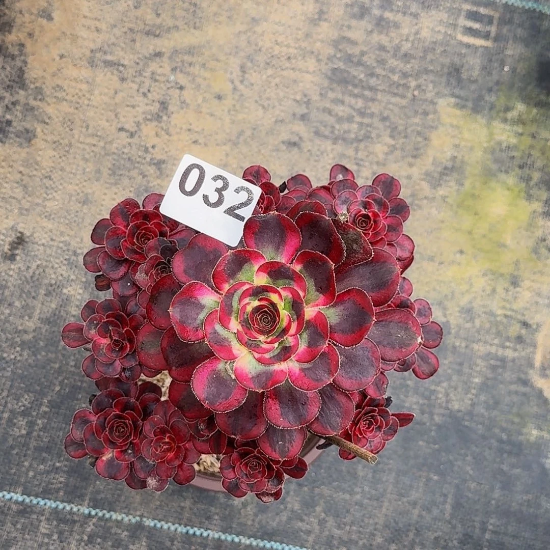 032丽娜法师植物多肉