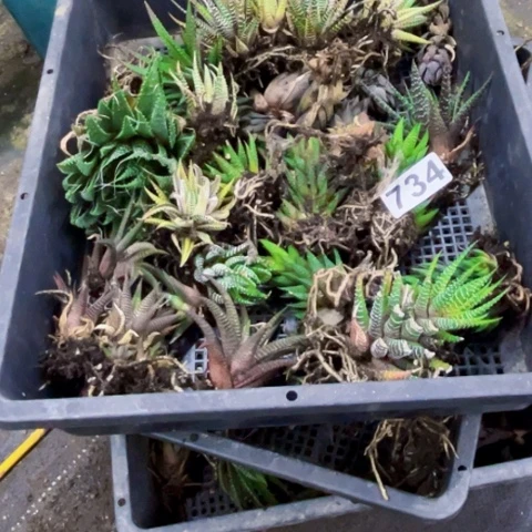 734硬叶一筐一物一图如图