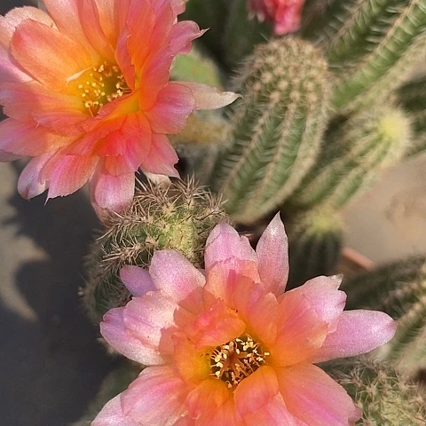 微罗白糖白糖26763