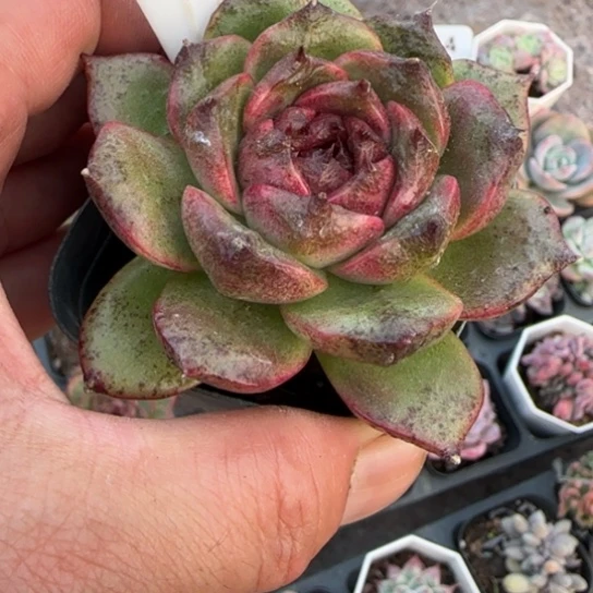 248紫水晶多肉植物多