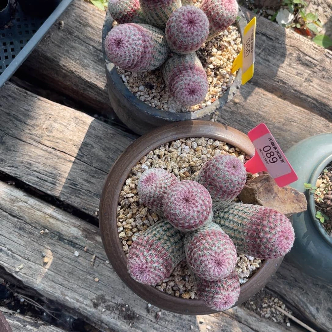 赶***气多肉植物一物一拍