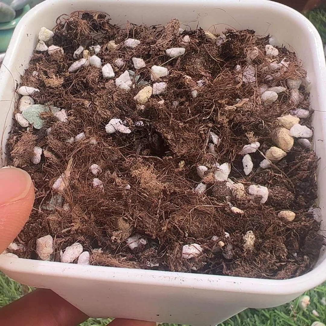 石***生多肉植物多肉植物
