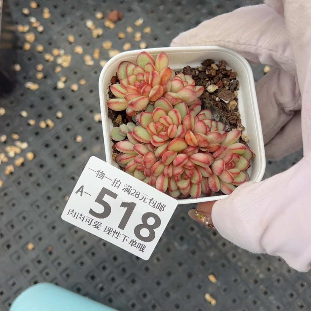 饱**呢亚当多肉多肉多肉多肉