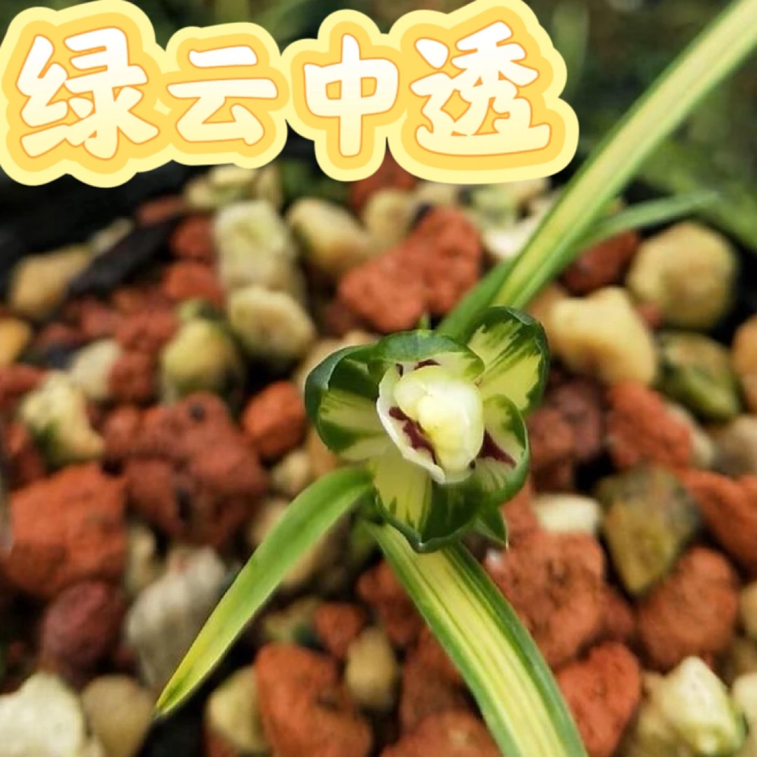 【春兰 绿云中透艺 组培草】3苗 ，硬化3年苗 可当年开花