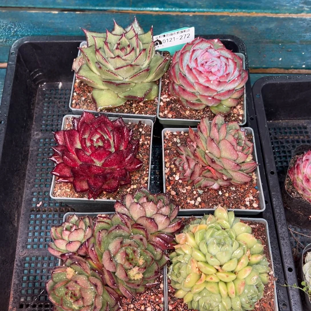 从前慢多肉精选编号0121.272