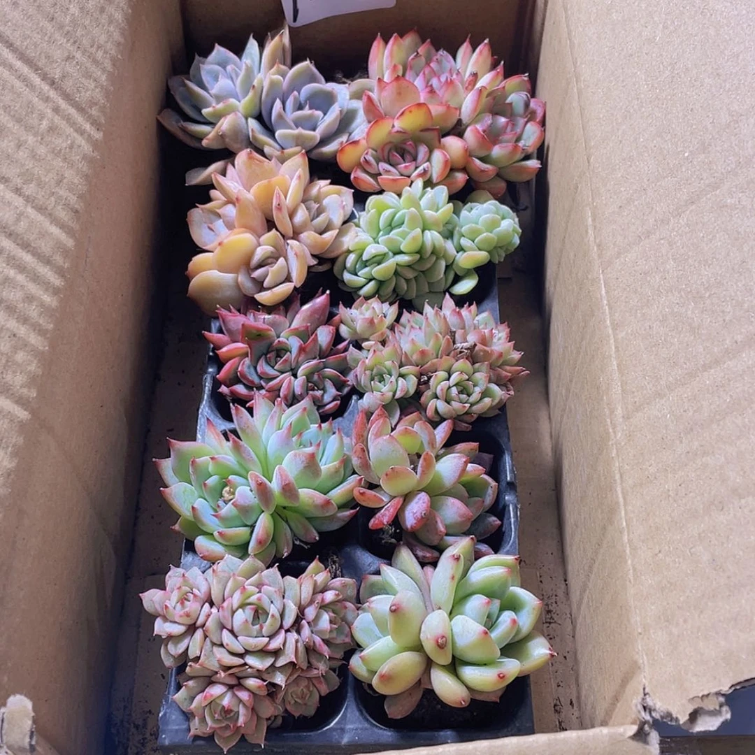 【闪购商品】10颗-6