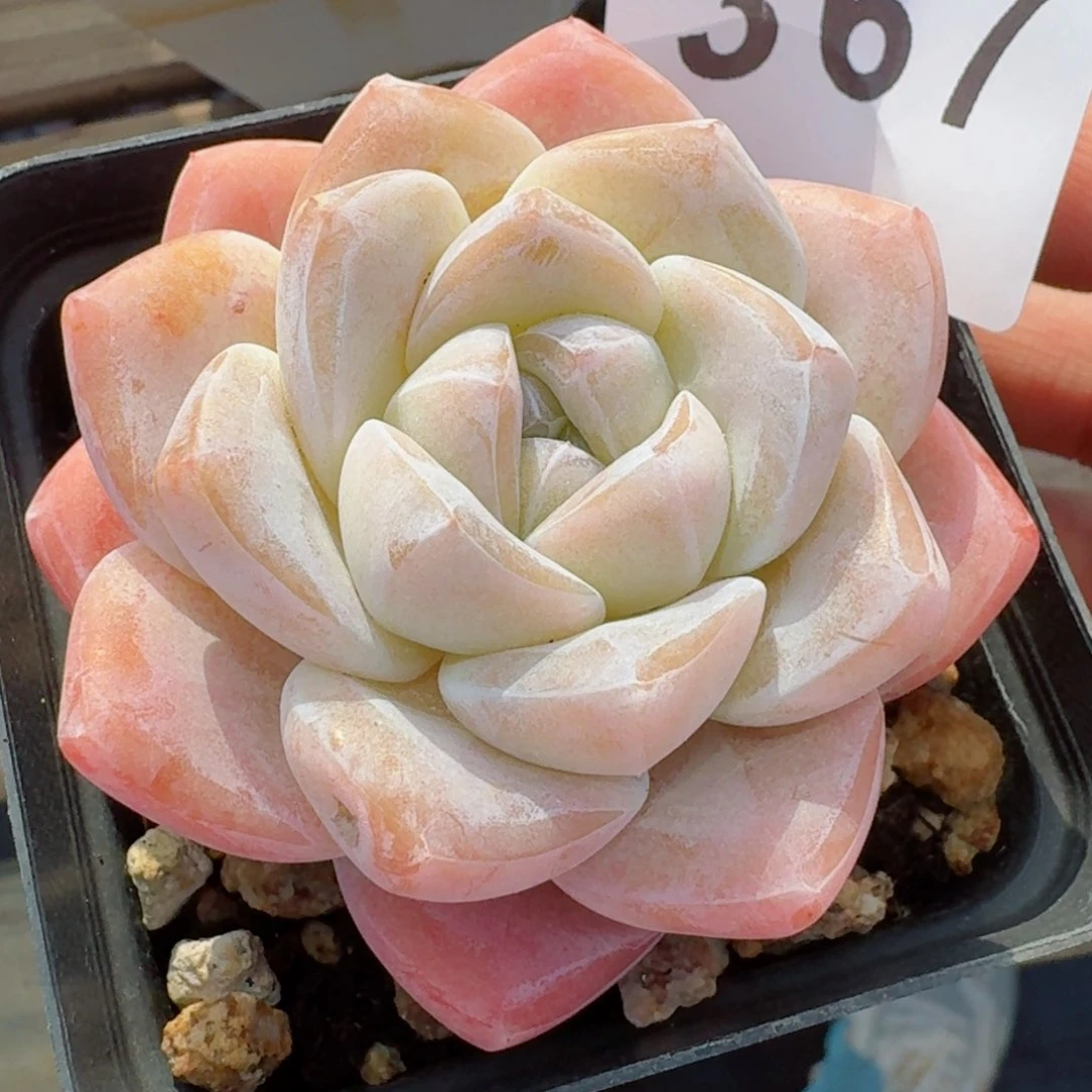 多肉植物开播福利捡漏