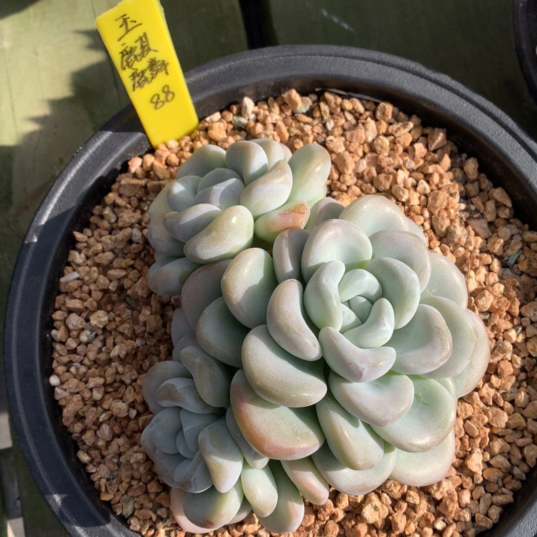 玉麒麟 三头 一颗