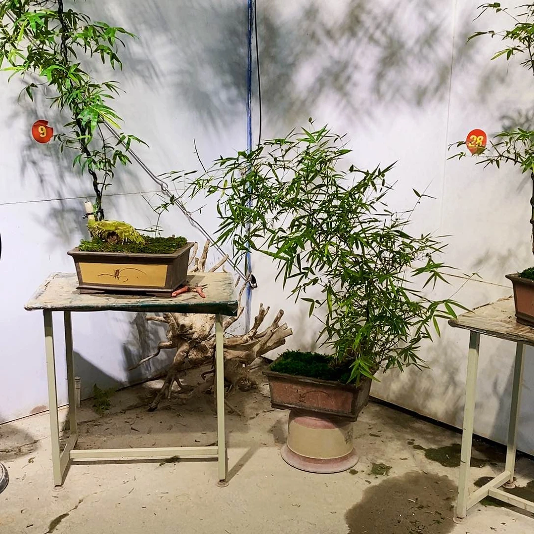 无花朵小叶簕竹一物一拍
