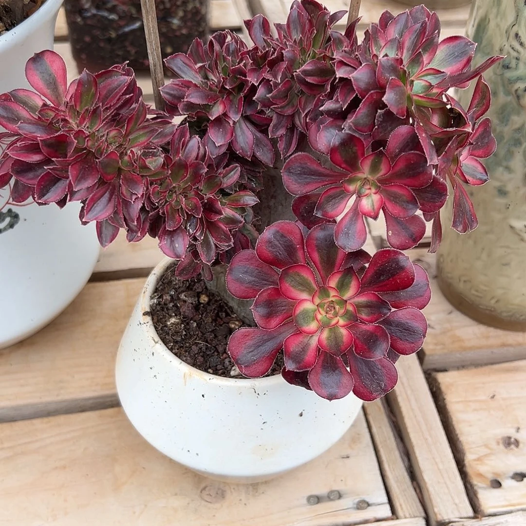 香奈儿缀化老桩朵缀