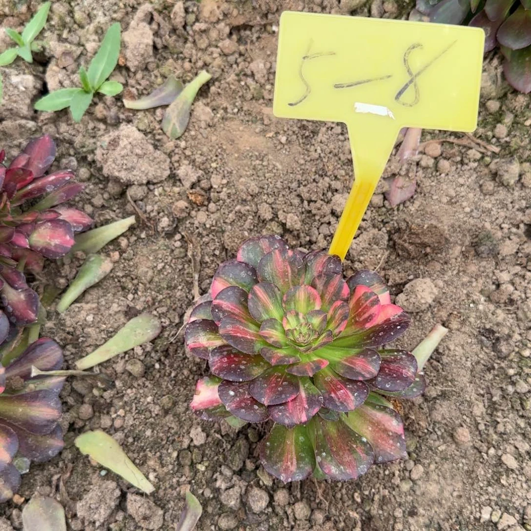 主****吗5-8-多头多肉植物