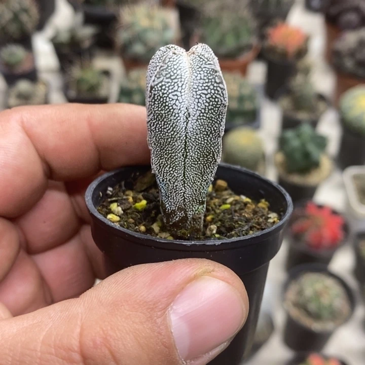 实生恩塚特价福利