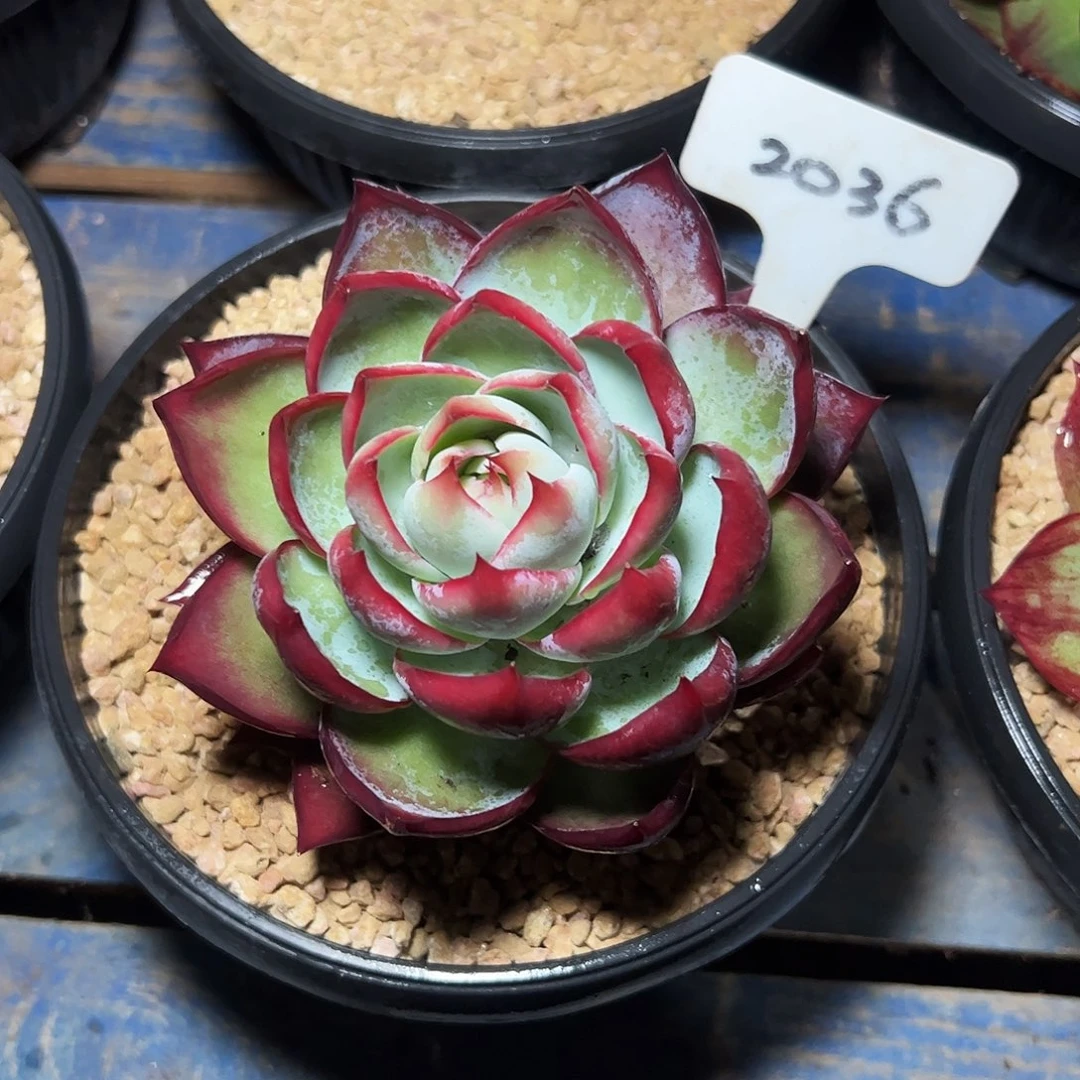 九***字惊鸿仙子一物一拍2036号