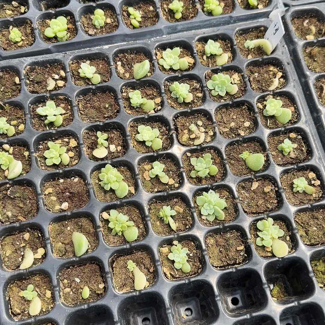 千寻中苗一个满25包邮