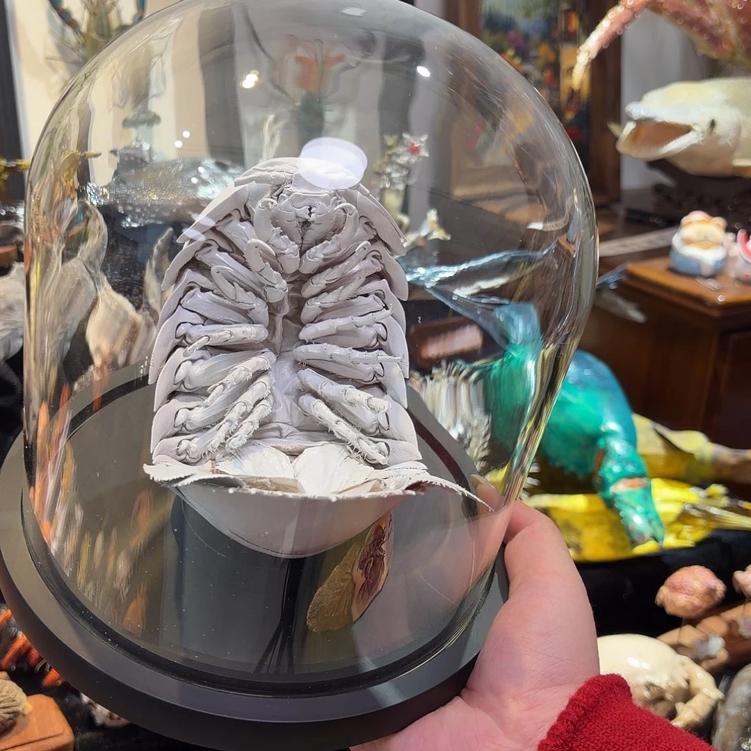 真实大具足标本哦