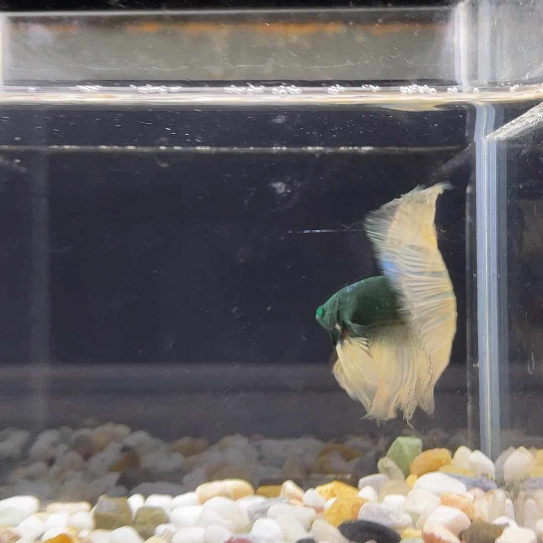 斗鱼星宸9月11日8号