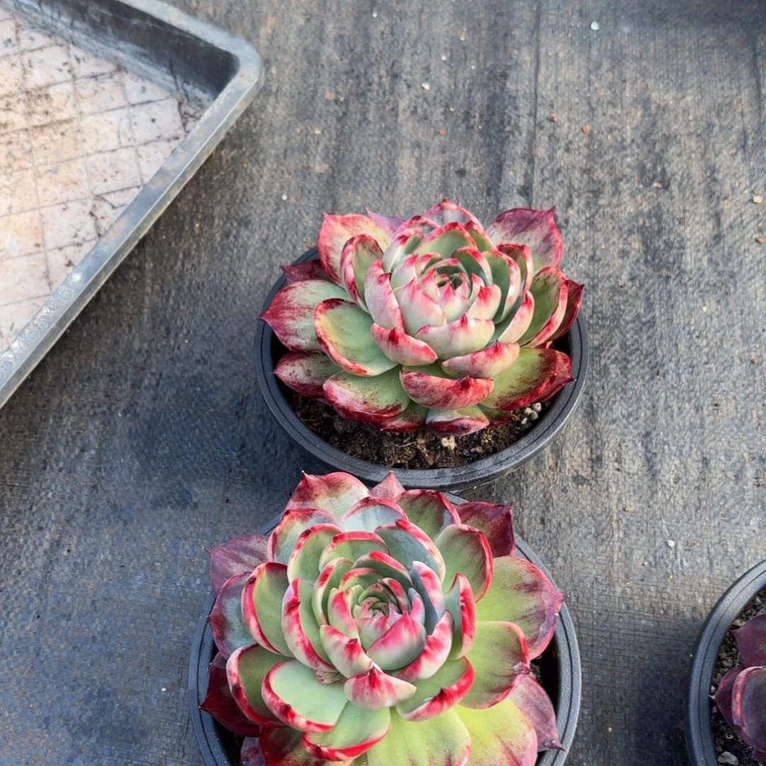 ****夏哈哈哈哈哈哈哈哈宝贝