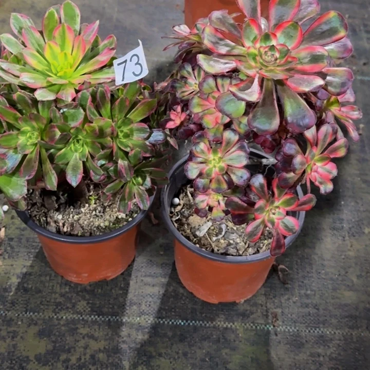 0000000736安娜丽娜组合