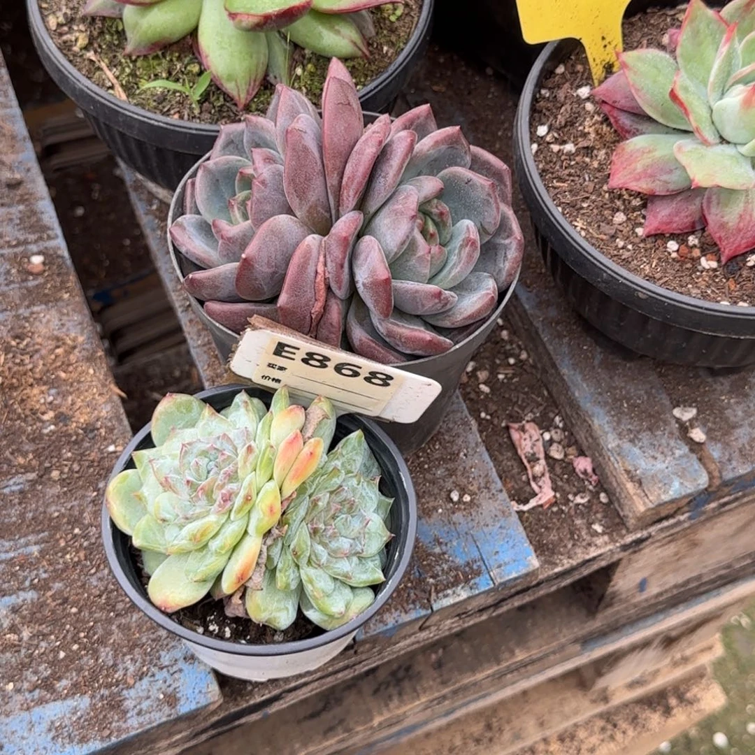 2个一物一拍包装收缩花旱