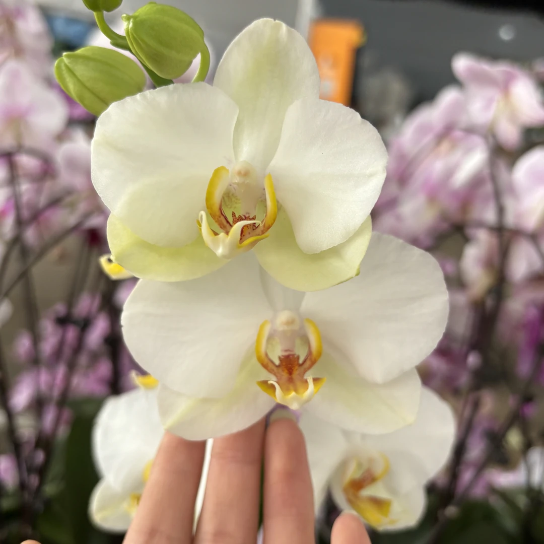 蝴蝶兰——白化菲啦啦(任意两颗包邮只拍一颗发苗)
