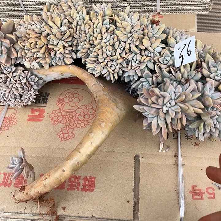 C***⁴淡雪缀36号多肉植物精品