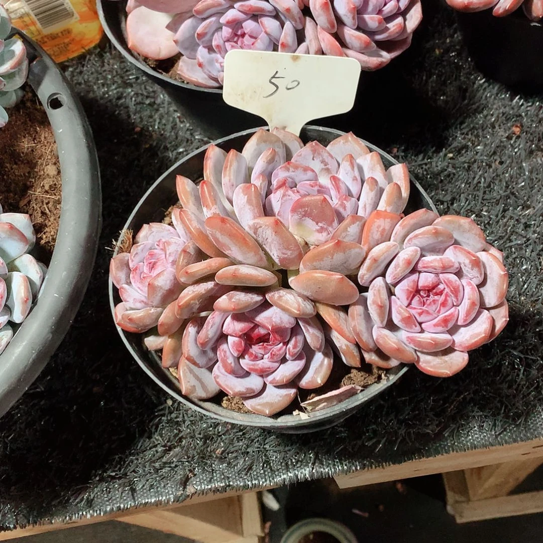 多肉植物多肉植物