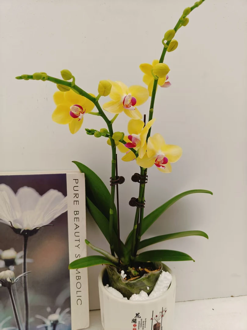 蝴蝶兰【金马】鲜花盆栽室内观赏花花佛山基地直发好养易活