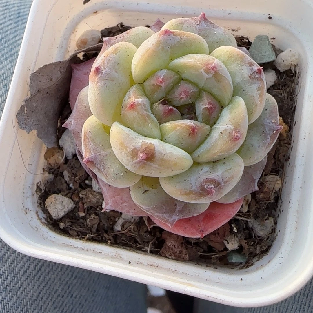 小卡拉米糖心一物一拍