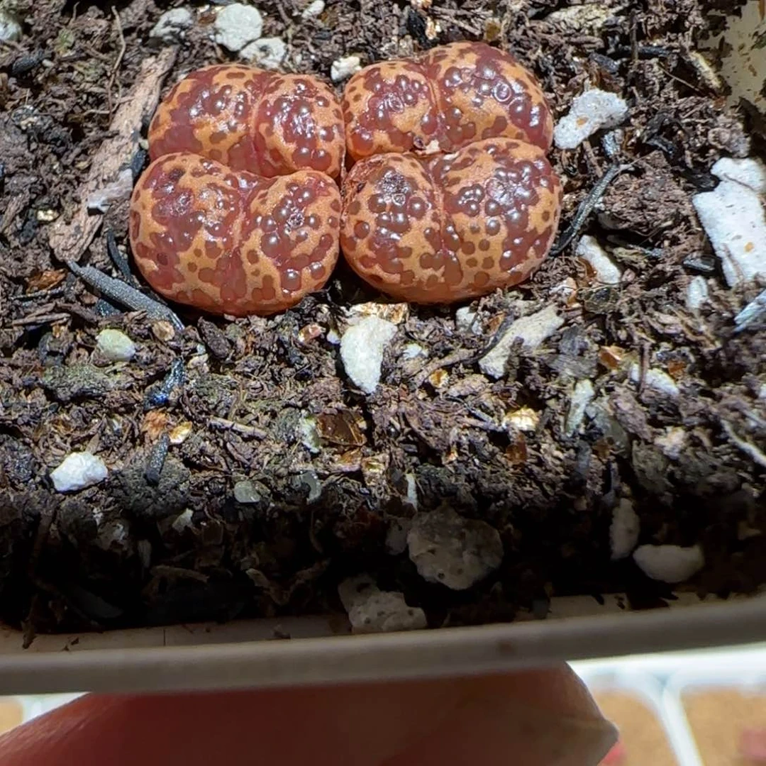 肉锥多肉植物组合-泡泡勋241