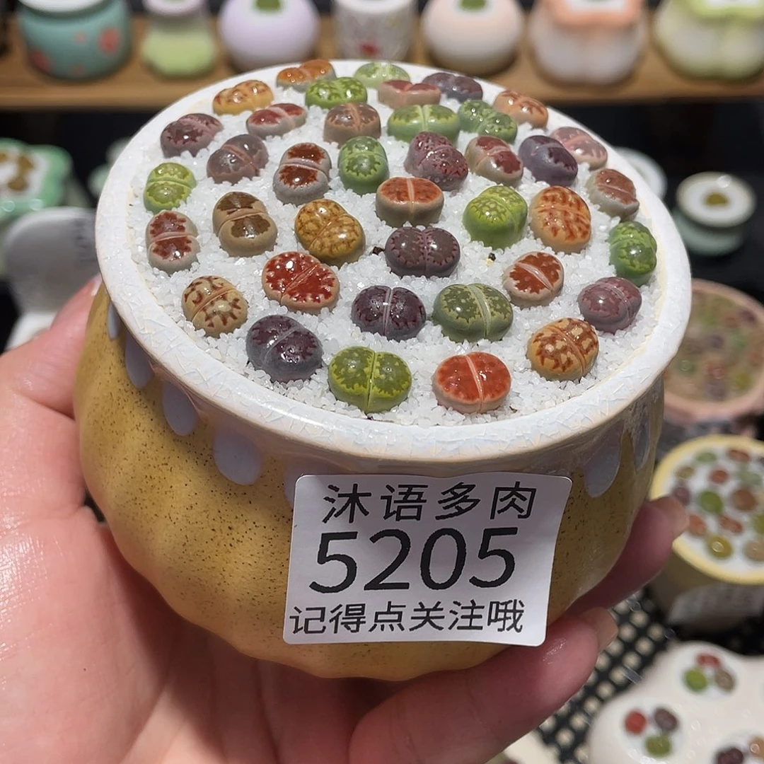 九****带盆土植物 一物一拍5205