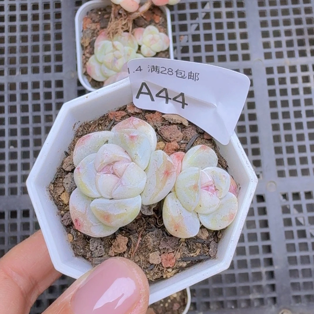 双头糖心冰玉有杆子