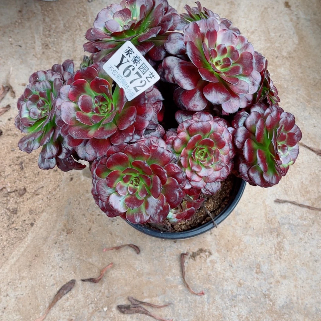 672美姬尺寸22左右2