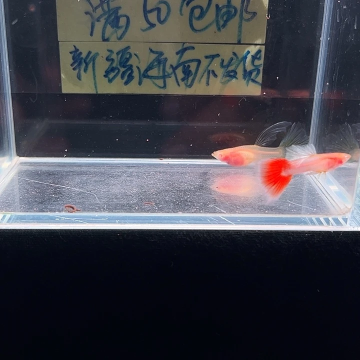 孔雀鱼火烧云超透