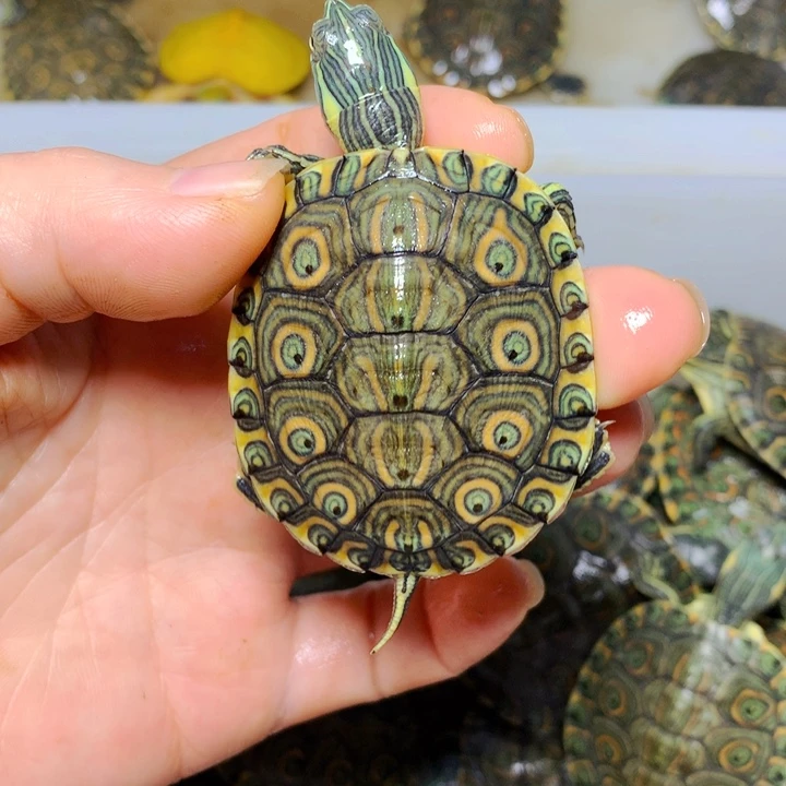 宠物龟不分公母4.8大河甜