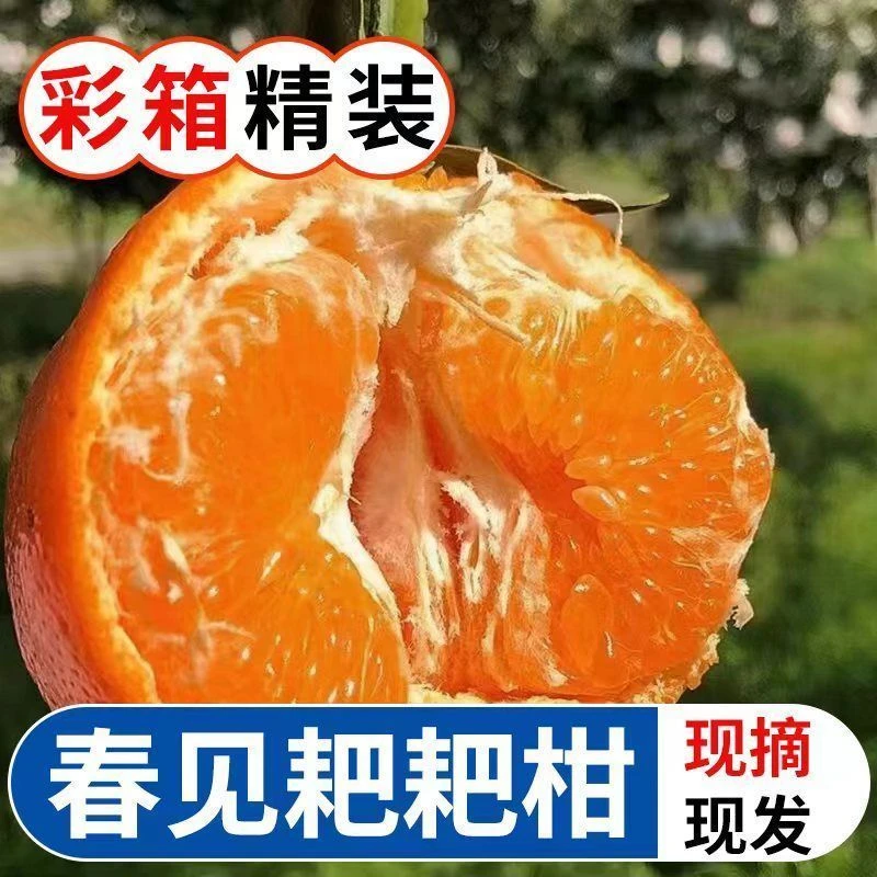 【京东/顺丰】正宗四川眉山春见耙耙柑枝叶现摘现发自家桔子