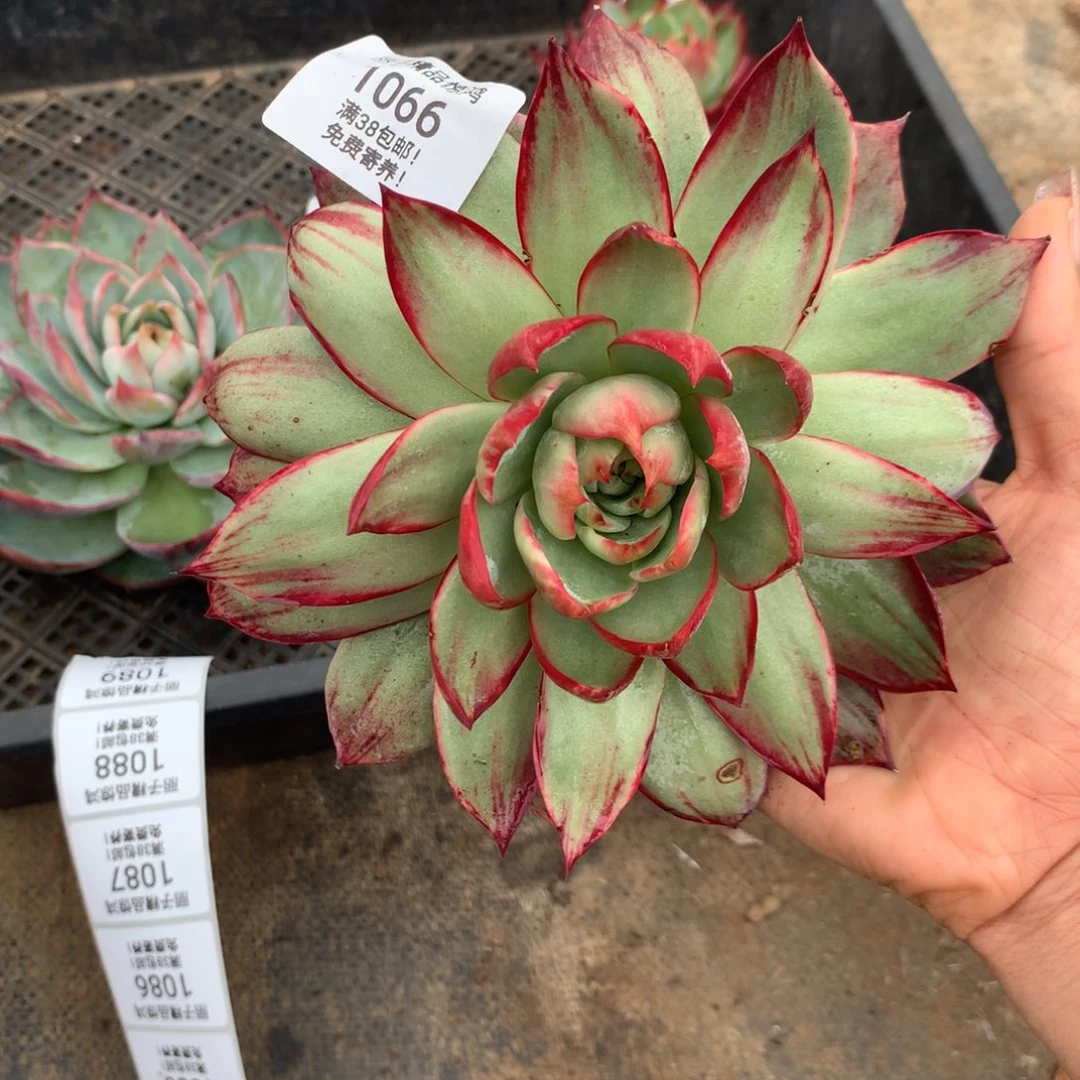 1066多肉植物惊鸿17