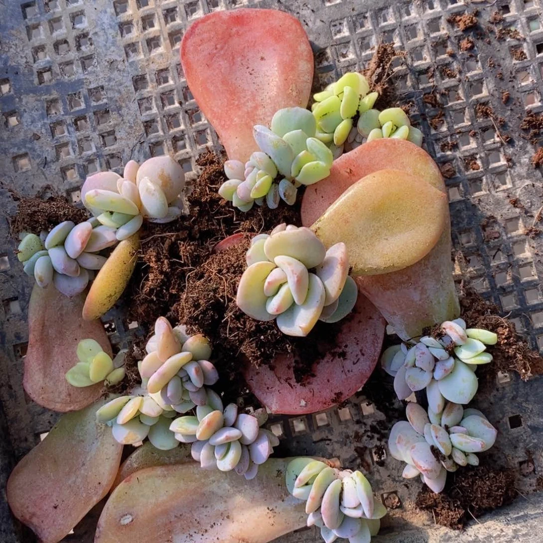 奶茶叶插带根4头10颗58包邮。