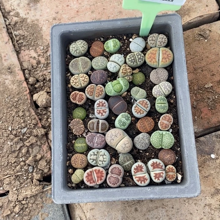 K***觉生石花等植物的生长727