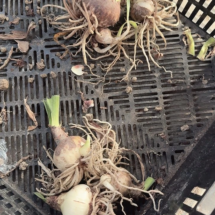 皇家园林3个一组福利